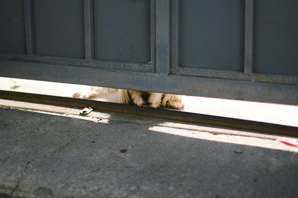 Byron garage door dog
